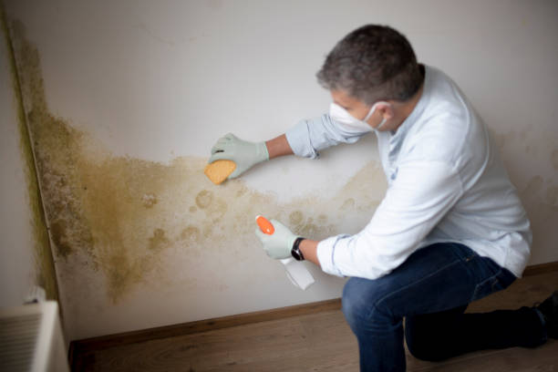 Best Mold Prevention Services  in South Whitley, IN
