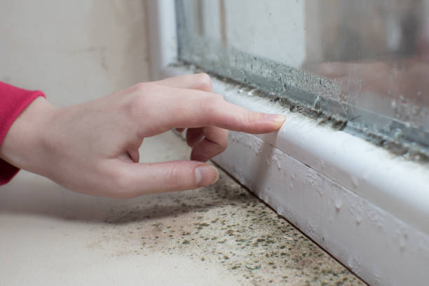 Best Mold Removal for HVAC Installations  in South Whitley, IN